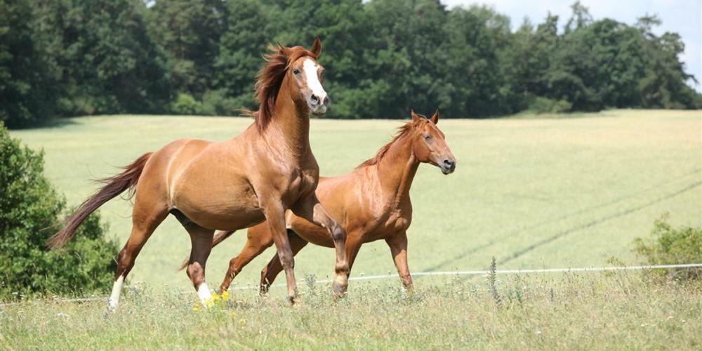 Logis De La Helberdiere Cossé-en-Champagne Kültér fotó